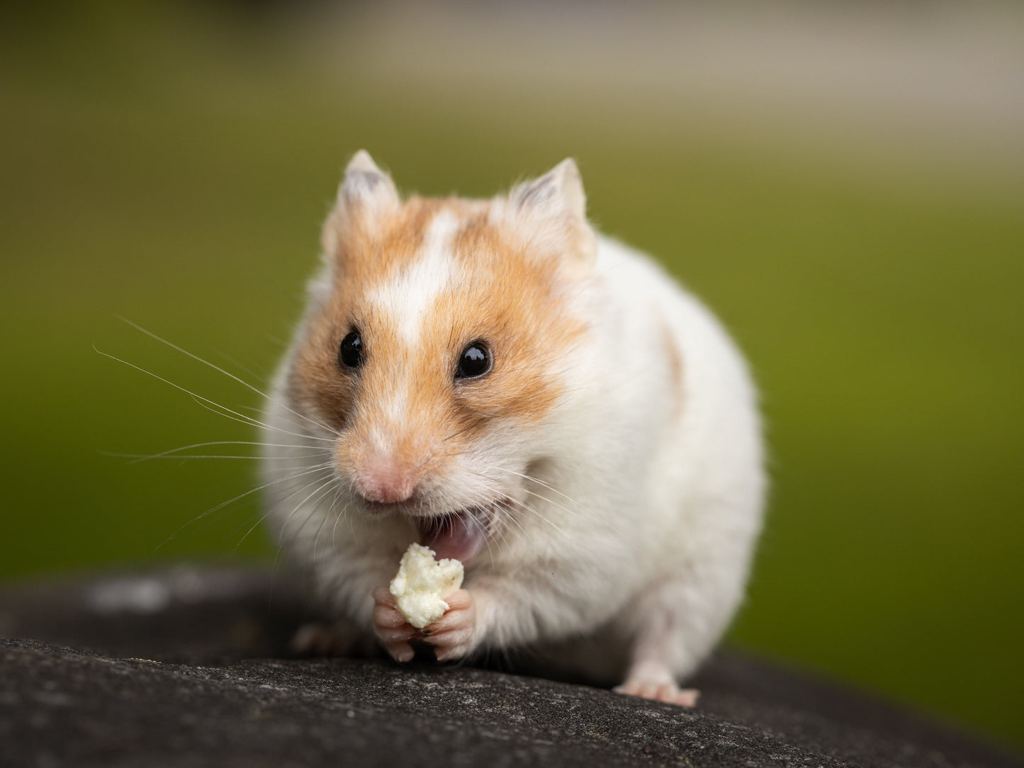 Freeze-Dried Tofu for Hamster, Rabbit and small animals 28g